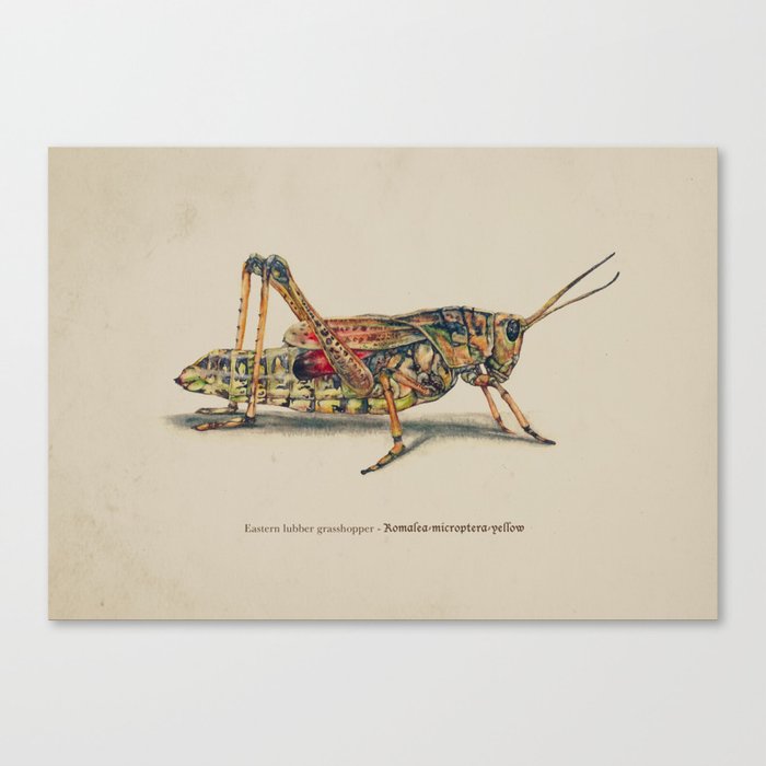  Young Eastern Lubber Grasshopper  Canvas Print