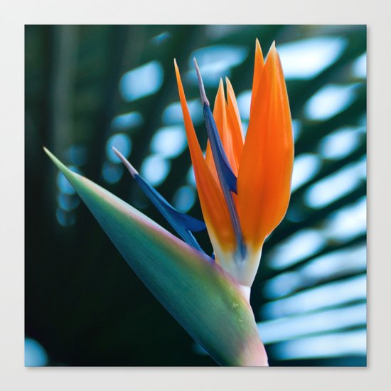 Bird of Paradise Canvas Print