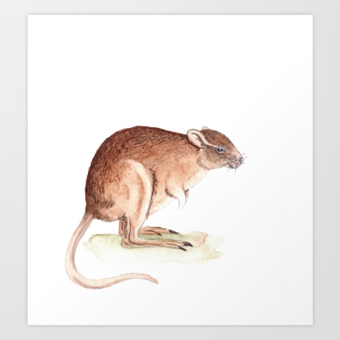 Rat-kangaroo??? Art Print