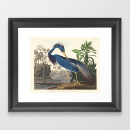 Louisiana Heron, Robert Havell after John James Audubon Framed Art Print