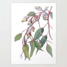 Australian eucalyptus tree branch Art Print