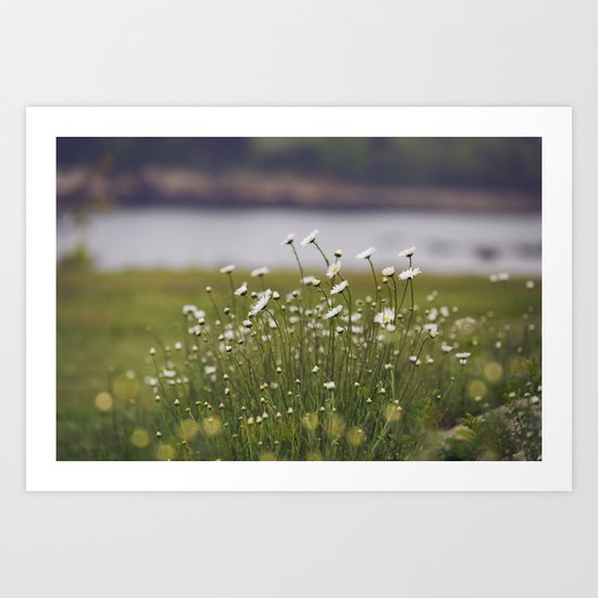 Wild Daisy's Art Print