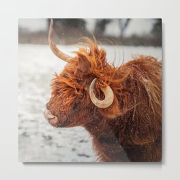 Scottish Highland Cow | Scottish Cattle | Cute Cow | Scottish Cow | Cute Cattle 06 Metal Print