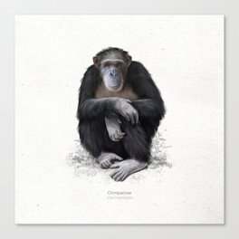 Chimpanzee art print Canvas Print