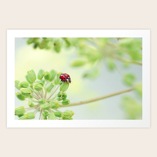 Ladybug Art Print