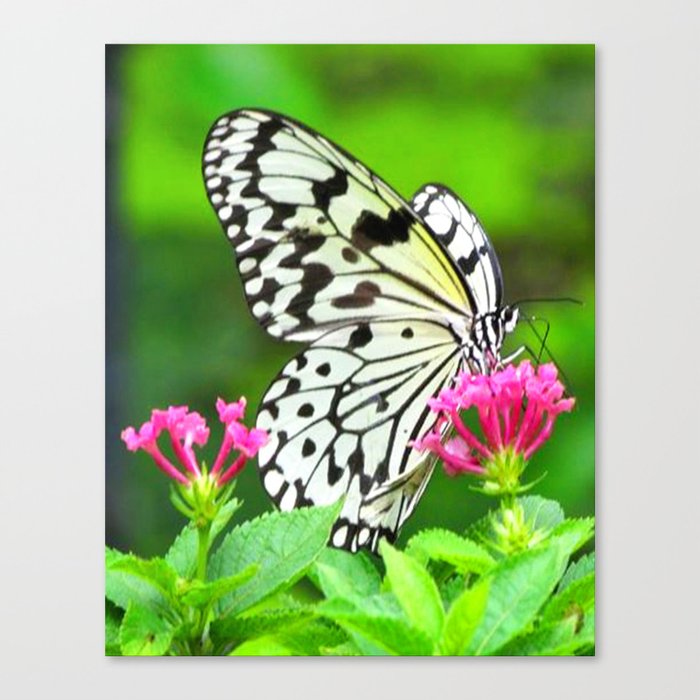 Butterfly and Pink Flowers Canvas Print