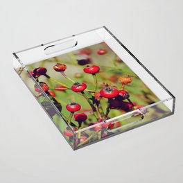 Red rosehip fruits under the sun | Aesthetic vintage garden Acrylic Tray