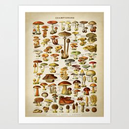 Mushrooms Botanist, Vintage Old School chart Style Art Print