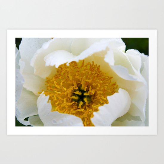 White French Poppy Art Print