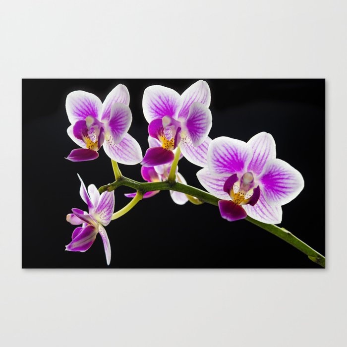 White and purple orchid Canvas Print