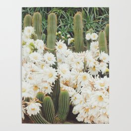 Cactus and Flowers Poster