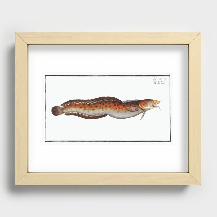 Sea Loche (Gadus tricirratus) from Ichtylogie, or Natural History General and Particular of Fishes ( Recessed Framed Print