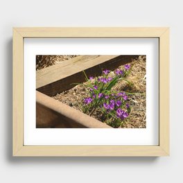 Violet Flowers Recessed Framed Print