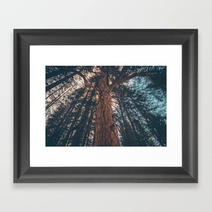 Trees All Around Framed Art Print