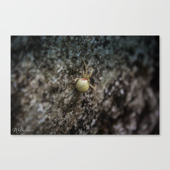 Yellow Spider Canvas Print