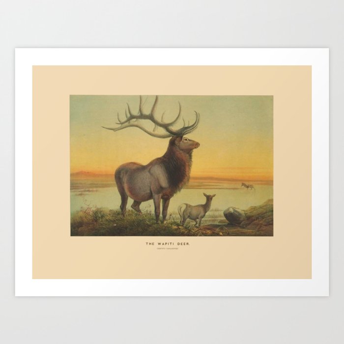 The Wapiti Deer Art Print