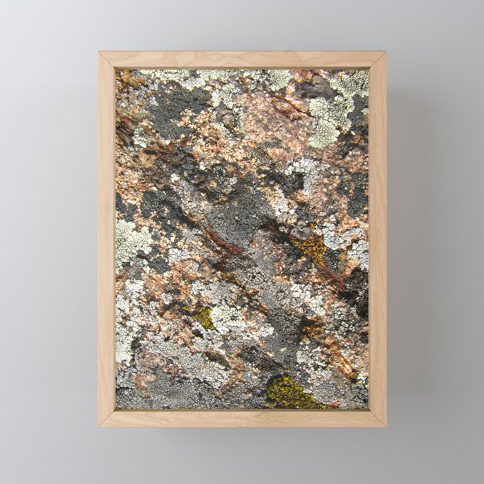 lichen 01 Framed Mini Art Print