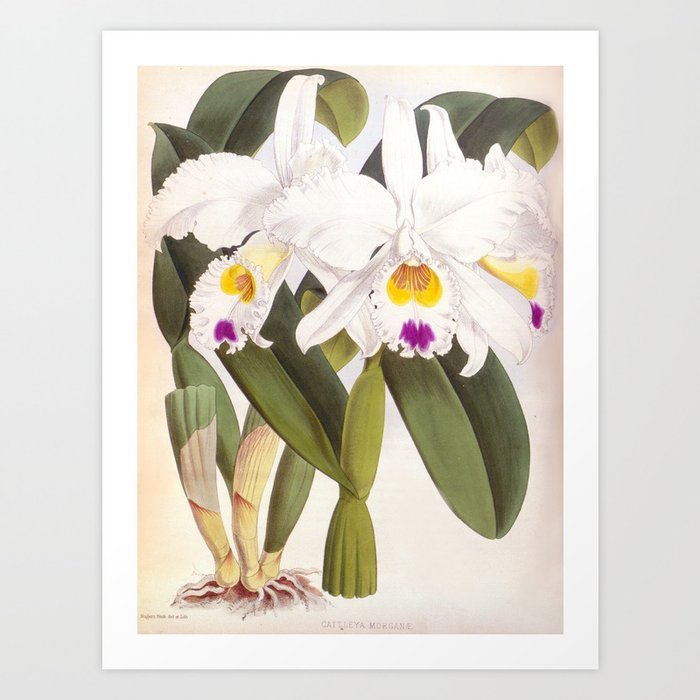 Vintage White Lindenia Orchid Art Print By Designsbyjoy Society6
