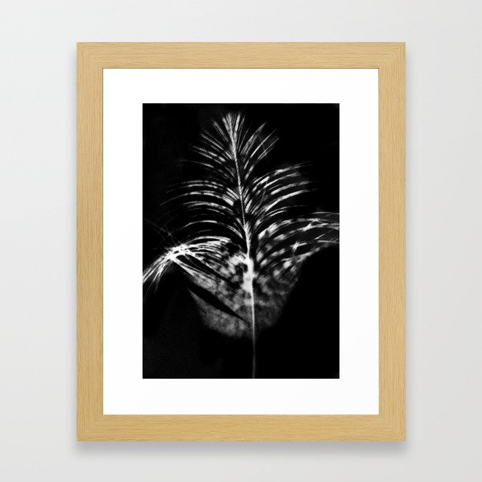 Ibis Feather Photogram Framed Art Print
