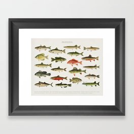 Illustrated North America Game Fish Identification Chart Framed Art Print