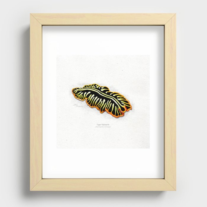 Tiger flatworm scientific illustration art print Recessed Framed Print