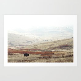 Lone Bison on The National Bison Range in Montana Kunstdrucke | Photo, Freerange, Field, Bisonrange, American, Travel, Buffalo, Wildlife, Samlarson, Farm 