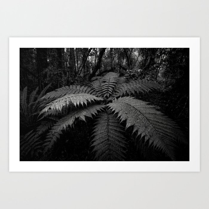 Fern in the Forest, New Zealand Art Print