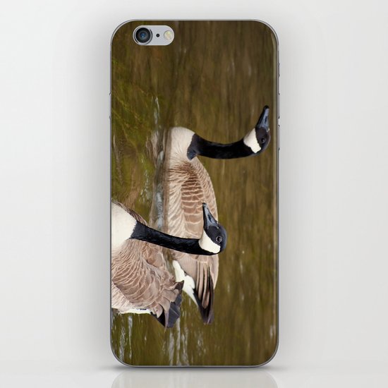 Canadian Geese iPhone & iPod Skin