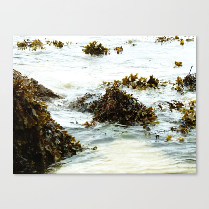 Seaweed Pods Canvas Print