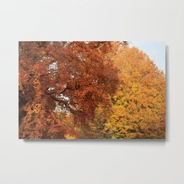 Beautiful Trees in Hyde Park, London, UK Metal Print | Sunshine, Forest, Leaf, Sky, Trees, Trunk, England, Digital, Colorful, Photo 