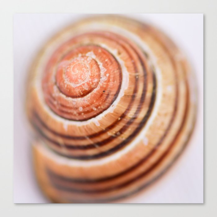 Snail Shell Canvas Print