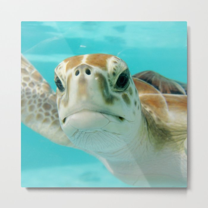 Mexico Photography - Sea Turtle In The Beautiful Water Metal Print