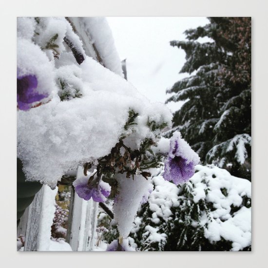 Snow in Spring Canvas Print