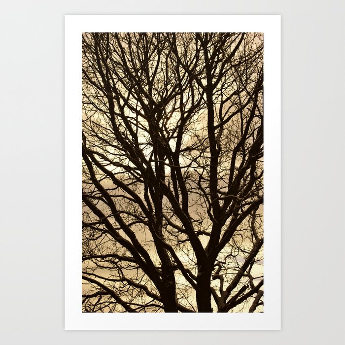Baum Art Print