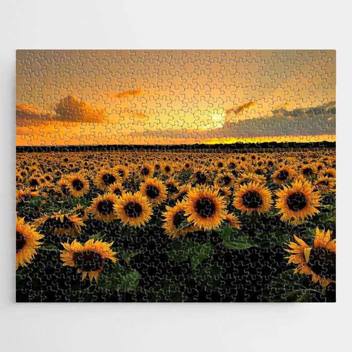 Sunflower field Jigsaw Puzzle