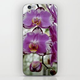 Purple Moth Orchid iPhone Skin