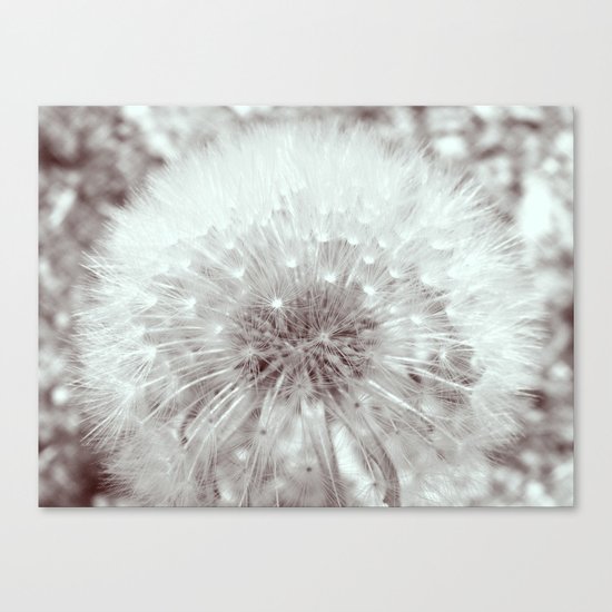 Dandylion Canvas Print