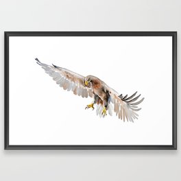 White-tailed Eagle watercolor art Framed Art Print