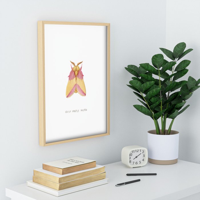 Rosy Maple Moth Art Print by Jada Fitch