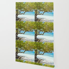 Paradise Beneath The Divi Tree - Aruba Wallpaper