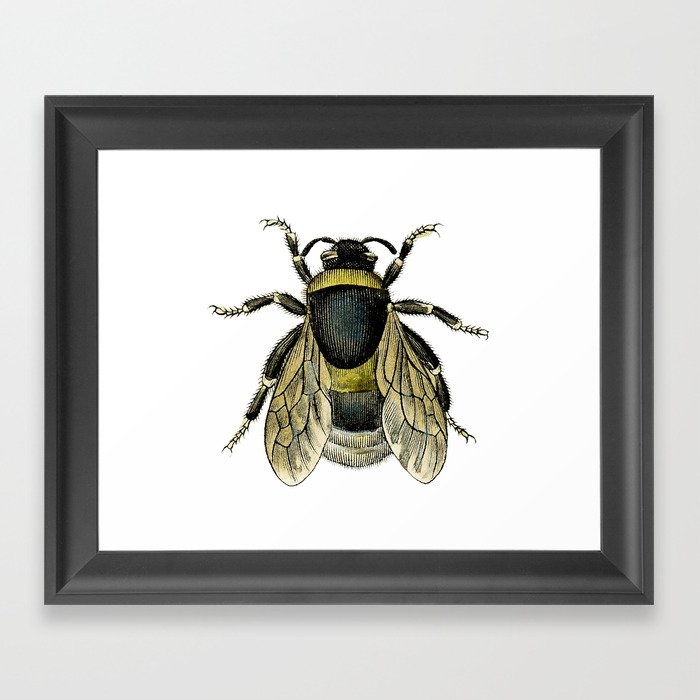 Vintage Bee Illustration Framed Art Print