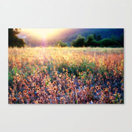 Fields of Gold Canvas Print