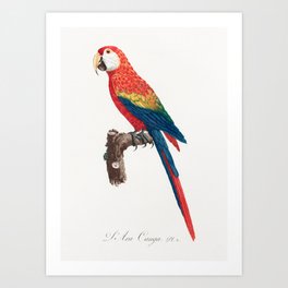 Ara Canga from Natural History of Parrots Art Print