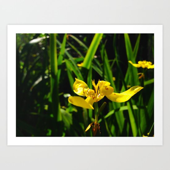 Wild Topaz Orchid Art Print