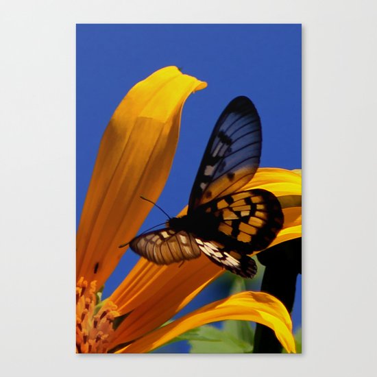 Transparent Butterfly Canvas Print