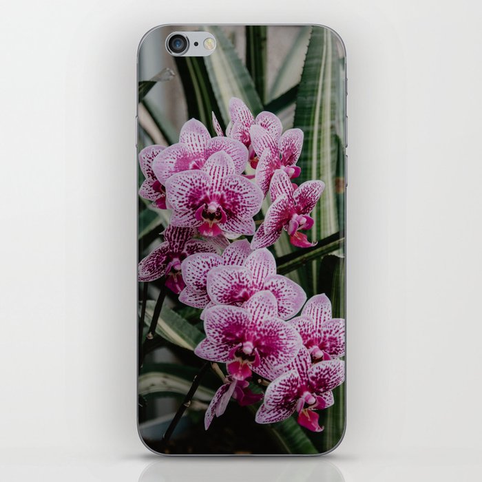 Pink Flowers in the garden iPhone Skin