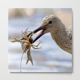 Watercolor Bird, Willet 07, Eating Rusty Crayfish, Longmont, Colorado, Hearty Snack Metal Print | Crayfish, Watercolor, Rusty, Sandpiper, Shore, Coastal, Painting, Beach, Carlsonimagery, Bird 