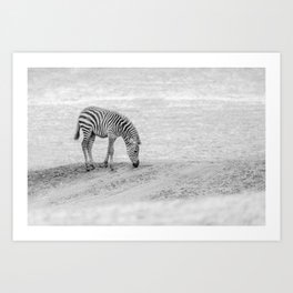 Wandering | zebra | foal | africa | alone | fine art | photo print Art Print