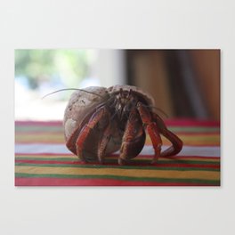 Hermit Crab Canvas Print