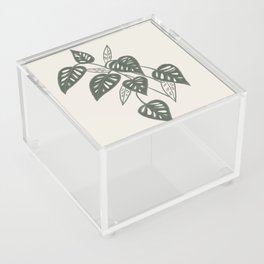 Monstera Adansonii Acrylic Box